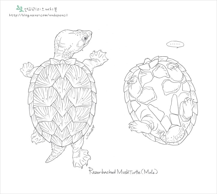 마이펫 컬러링북 -거북이 그림(Razor back Musk Turtle) : 네이버 블로그