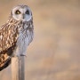 쇠부엉이 [ Short-eared owl ]