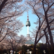 Seoul N Tower , Namsan Tower _ Cherry Blossom Spring