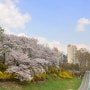 [서울/서초] 서울 숨은 벚꽃 명소 반포천 서래마을 벚꽃