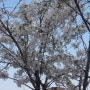 아름다운 벚꽃노리