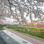 홍성 벚꽃명소, 홍성천