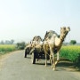 인도 시골의 낙타 수레 행렬 사진