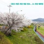 [충남 서산] 서산 벚꽃 명소, 해미천 벚꽃구경... 15.04.12