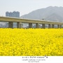 부산 근교 나들이 - 대저생태공원 유채꽃축제