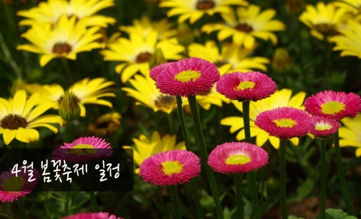 4월 봄꽃축제 일정 알아보자 : 네이버 블로그
