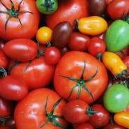 토마토효능 7가지. 스트레스, 토마토로 푸세요. 젊음의 채소 - 싱그러운 블로그