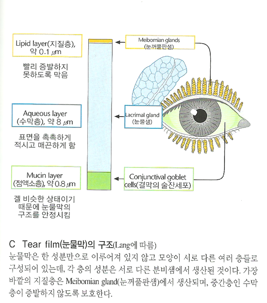 안구건조증(눈물의 구성성분)[3] : 네이버 블로그