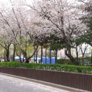 벚꽃축제기간 벚꽃구경을 끝냈어요.