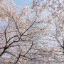 [rx100m3스냅샷] 눈부신 봄 벚꽃