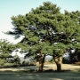 제주상효원의 자랑 350년 된 부부소나무, 상효송