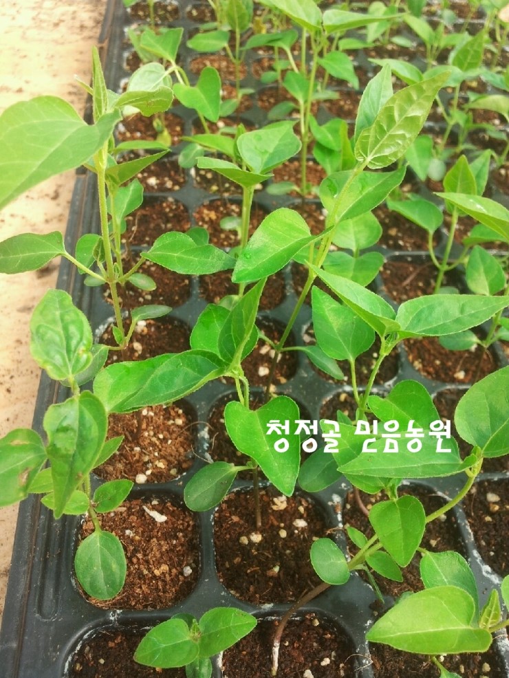 백하수오모종,적하수오모종(토종) 판매시작, 적&백하수오모종 재배법 : 네이버 블로그