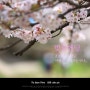 벚꽃엔딩 / 2015의 봄도 이렇게 지내 가구나.... / Cherry Blossom Ending / CBE / 趙雲 zhào yún