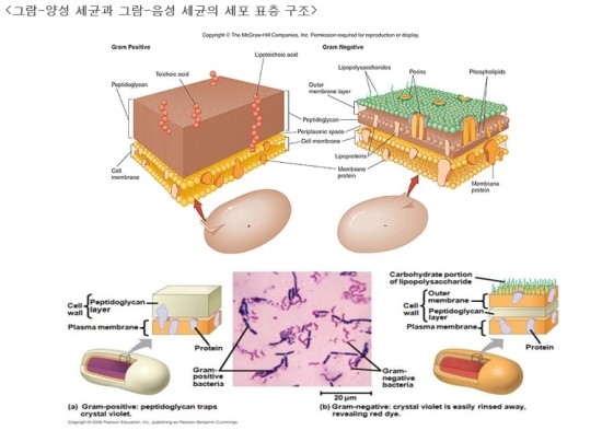 고세균 구조