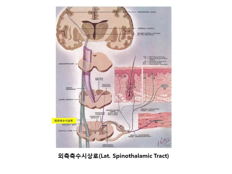 지속성성기흥분장애(Persistent Genital Arousal Disorder, PGAD) 는 어떻게 발생하는 것일까 ...