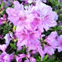 봉제산 근린공원 봄 꽃들이 만발하고 사람들에게 미소를 짓네요.