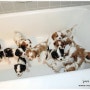 강아지 목욕 시키는법(강아지 목욕 주기)