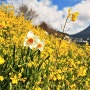 [유후인여행] 봄에 예쁜 유후인 길 산책하기^^(풍경, 몬치치, 플로라빌리지, 센베이, 쿠쿠치고로케 등등)