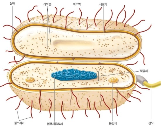 [미생물학]3-2.진정세균과 고세균(Bacteria and Archaea)-박테리아 세포막 : 네이버 블로그