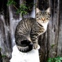 고양이왕국 - 고양이 사회화 훈련