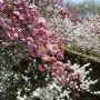 서산 개심사 왕벚꽃 봄나들이 꽃구경 다녀오다. 겹벚꽃 청벚꽃 꽃놀이 추천.