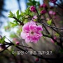[Photographed k.s_Tol] 중국에서 만난 이 꽃의 이름은 뭘까요?