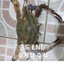 [해루질] 인천 서해 꽃게 낚시 (송도LNG)