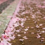 비오는 하루 작별을 고하는 벚꽃 그리고 방울방울 물방울