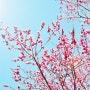 [유후인여행] 봄날의 유후인 긴린코 호수와 유후인맛집 이즈미소바
