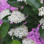 블랙초코베리-블랙초코베리의 꽃 구경하세요.
