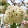 서산 개심사 청벚꽃 정말 독특하다. 가는길도 너무 탁뜨여서 좋다.