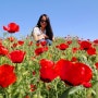 5월에 만개하는 우즈베키스탄의 꽃양귀비 - 롤라 크즈갈독(lola Qizg'aldok)
