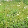 흰민들레꽃과 쑥