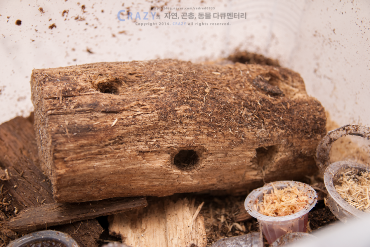 기형 왕사슴벌레 산란해체 : 네이버 블로그