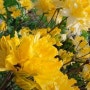 소망나누기의 재활방문에는 활짝핀 봄꽃의 향기가 있습니다.