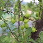 바이오체리-바이오체리 열매가 자라고 있는 모습입니다.