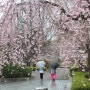 분당중앙공원 벚꽃