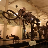 미국 뉴욕 - 미국 자연사박물관 (American Museum of Natural History)