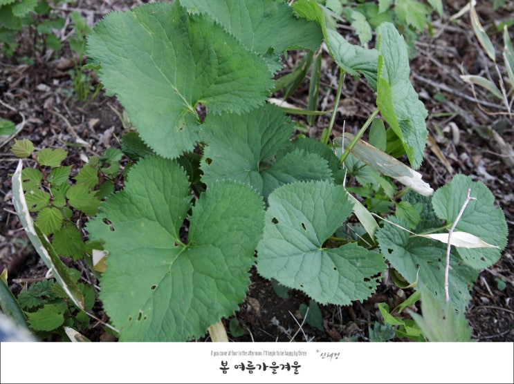 푸진 산나물산행 곰취 참취 참당귀 모시대나물 곤두레 두릅 더덕 : 네이버 블로그