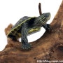 [Chinese Stripe-necked Turtle] 보석거북이 정보