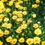 [베이힐풀앤빌라] 제주도의 봄, 제주도 미니 식물원 베이힐의 '작은 비밀 정원 이야기'
