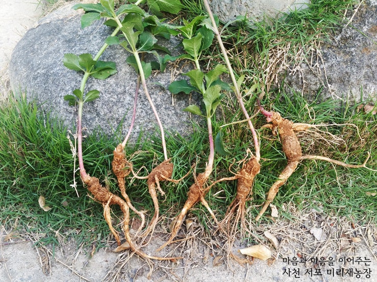 [자연 약초] 잔대 또는 딱주라 하는 사삼 / 딱주의 효능 : 네이버 블로그