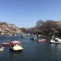 이노카시라 공원 벗꽃놀이~- 도쿄여행,동경민박,동경여행,키치조지여행