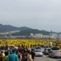 부산축제/부산여행/부산 대저 유채꽃 축제