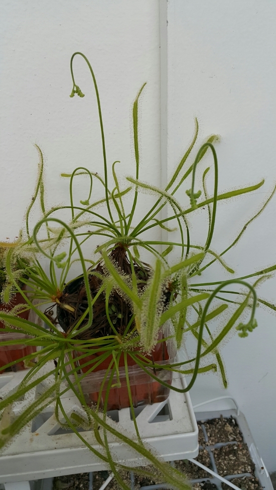 [화초키우기]  긴잎끈끈이주걱 키우기 - 번식 & 성장 : 네이버 블로그