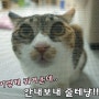 고양이 키우기 - 나도 고슴도치 구경 좀 하자!!!