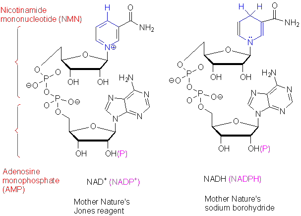 [그림으로 보는 개념] NAD(Nicotinamide Adenosine Dinucleotide)와 NADH : 네이버 블로그