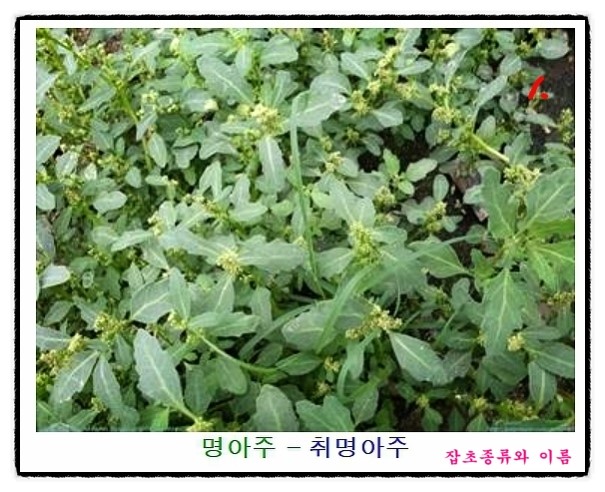 우리나라 잔디 잡초와 텃밭 잡초종류와 이름 알아보기~!! : 네이버 블로그