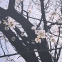 Cherry Blossom