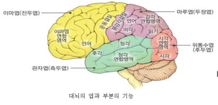 일차 및 이차 청각 피질